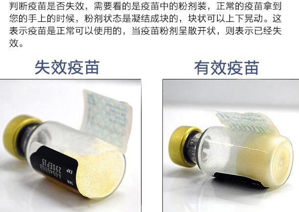 如何辨別輝瑞衛佳疫苗真假？(圖1)
